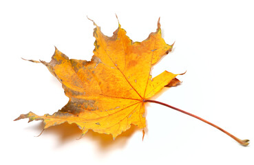 Autumn yellowed maple leaf