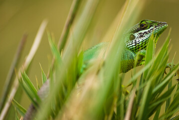 Black-lipped lizard aka Calotes nigrilabris
