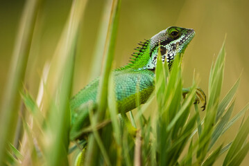 Black-lipped lizard aka Calotes nigrilabris