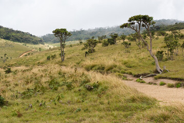 Fototapeta na wymiar Horton Plains national park, Sri Lanka