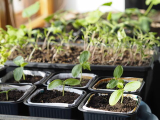 Spring landing. A vegetable garden on the window. Early seedlings of cucumbers, tomatoes and pumpkins, grown from seeds at home on a windowsill.