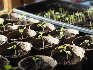 Vegetable garden on the window. Early tomato seedlings in peat cups, grown from seeds at home on a windowsill. Spring agricultural preparatory work is the guarantee of a future harvest in autumn.