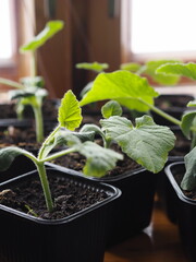 Spring landing. An early pumpkin seedling grown from seeds in a cup for rossada at home on a windowsill.