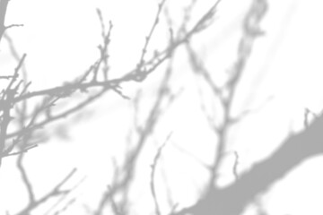 Blurred overlay effect for for natural light photo effects. Gray shadows of tree branches on a white textured wall. Abstract neutral nature concept background for poster design presentation. 