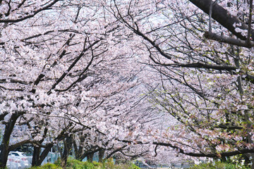 江川せせらぎ緑道の桜とチューリップと菜の花