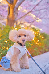 トイプードルと桜とイルミネーション