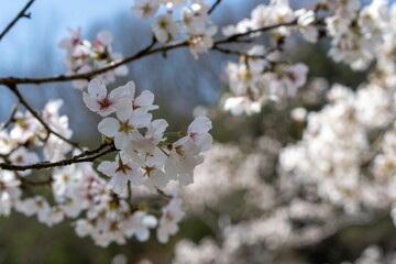 Obraz premium 桜の花のクローズアップ写真
