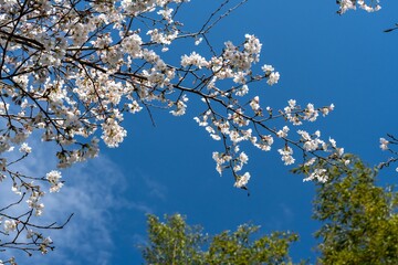青空に映える桜の花