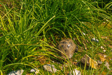KAUNOS, DALYAN, TURKEY: The turtle walks along the stone in the ancient city of Kaunos.