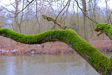 Mit Moos bewachenser Baum am Flußlauf der Zschopau.