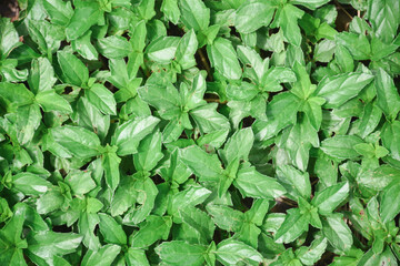 green leaf background for design