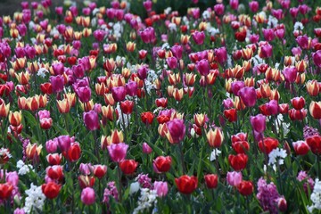Tulip flowers in full bloom in the flower garden of the botanical garden. 