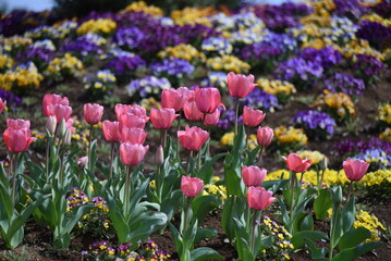 Tulip flowers in full bloom in the flower garden of the botanical garden. 