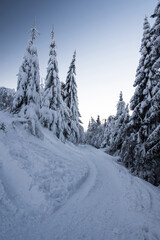 Obraz premium snow covered hiking trail with frozen trees and clear sky in winter mountains