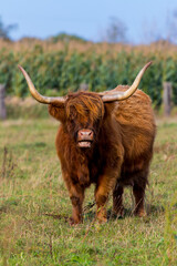 schottische Hochlandrinder - Lausitzer Seenland - am Sabrodter See