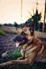 german shepherd dog