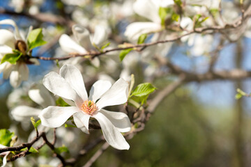 White magnolia flower, sunny day garden