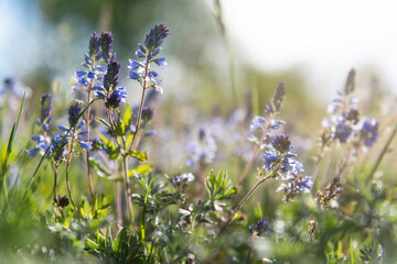 Blue wildflowers in the meadow