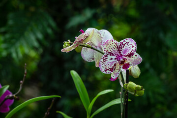 Fototapeta premium Blooming beautiful orchid flowers in a tropical greenhouse, nature and gardening