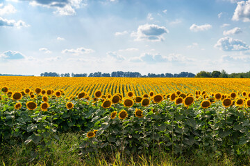 Obraz premium Rows of sunflowers