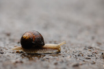 snail on asphalt, snail in the rain on asphalt. the snail came out in the spring after the rain