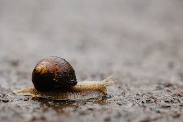 snail on asphalt, snail in the rain on asphalt. the snail came out in the spring after the rain