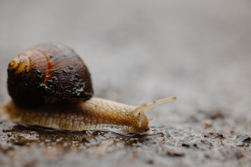 snail on asphalt, snail in the rain on asphalt. the snail came out in the spring after the rain