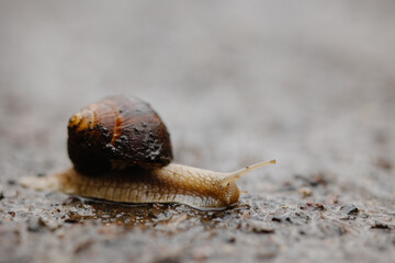 snail on asphalt, snail in the rain on asphalt. the snail came out in the spring after the rain