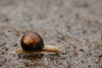 snail on asphalt, snail in the rain on asphalt. the snail came out in the spring after the rain