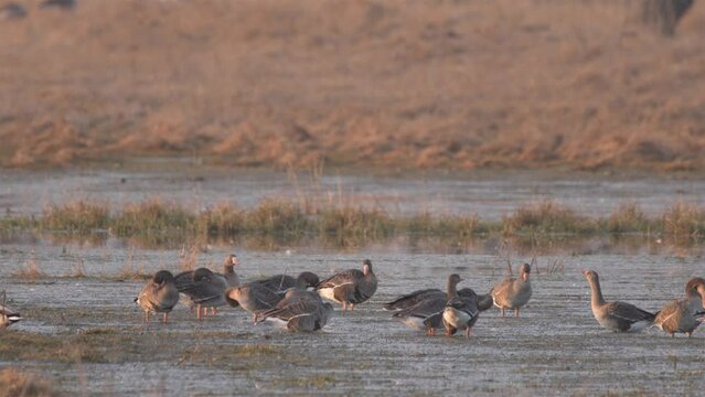 Flock of White-fronted geese