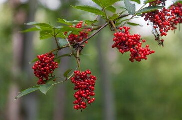 Früchte des Roten Holunder (Sambucus racemosa)
