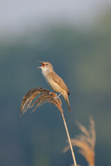 Schilfrohrsänger mit offenem Schnabel beim Singen auf einem Schilfgras