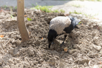 A crow near a tree is looking for food.