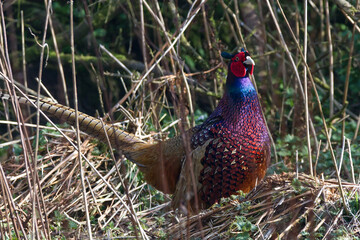 male pheasant