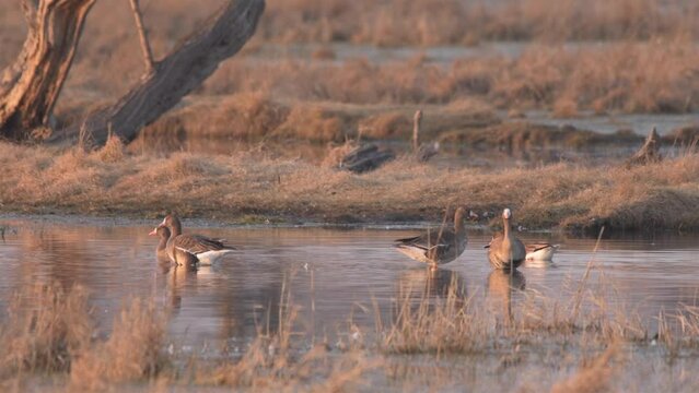Flock of White-fronted geese