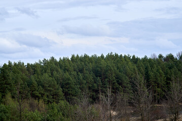 Pine forest and sky with clouds