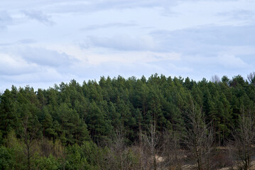 Fototapeta na wymiar Pine forest and sky with clouds