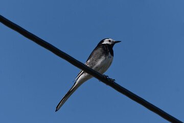 pied wagtail