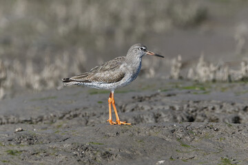 redshank