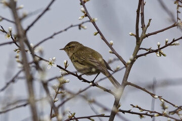 chiffchaff