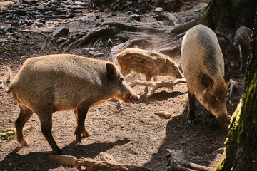 Wildschweine ( Sus scrofa ).