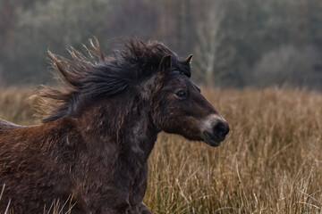 exmoor pony galloping