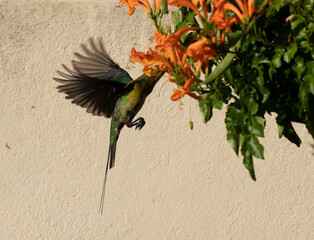 Non breeding malachite sunbird (Nectarinia famosa) hovering as he feeds from orange African...