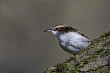 Treecreeper