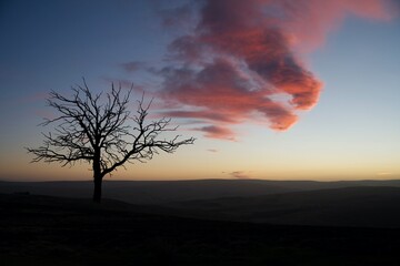 Fototapeta na wymiar Sunset sky with tree silhouette