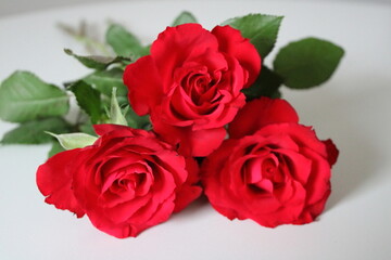 red roses