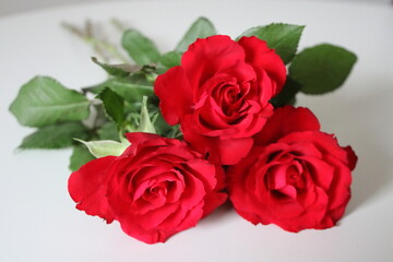 red roses