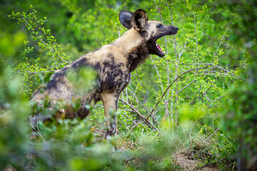 African wild dog, African painted dog, painted wolf or African hunting dog (Lycaon pictus) yawning. Mpumalanga. South Africa.