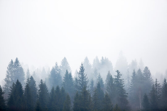 Misty foggy mountain landscape with fir forest and copyspace. © sergiophoto