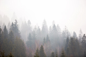 Misty foggy mountain landscape with fir forest and copyspace.